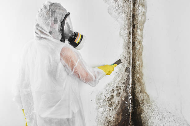 Best Residential Mold Removal  in Quincy, IL