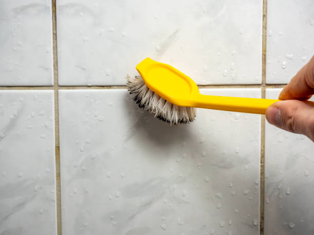 Attic Mold Removal in Quincy, IL