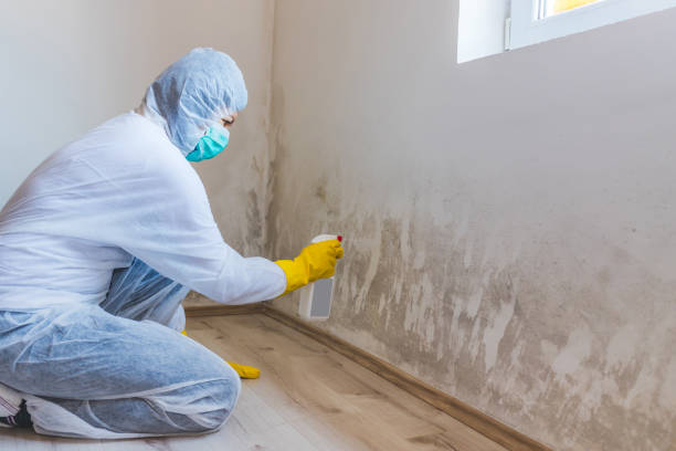 Best Commercial Mold Removal  in Quincy, IL