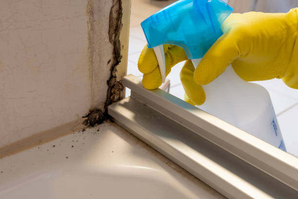 Best Crawl Space Mold Removal  in Quincy, IL