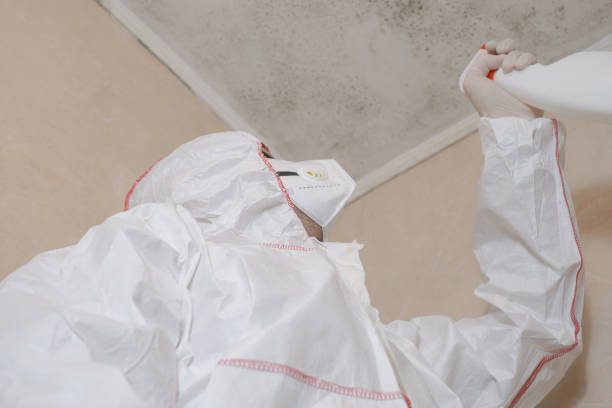 Best Attic Mold Removal  in Quincy, IL