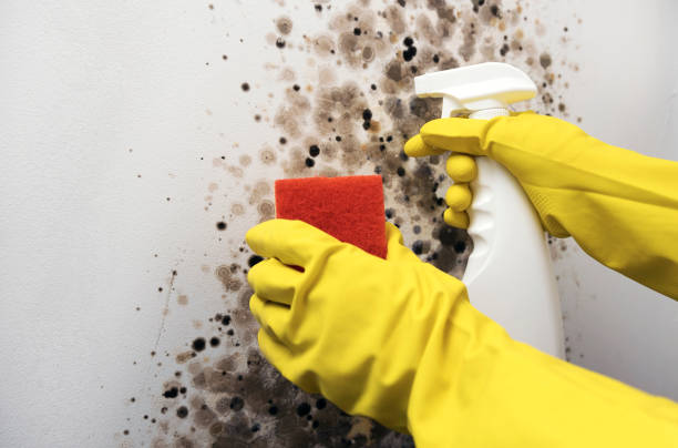 Mold Removal and Inspection in Quincy, IL