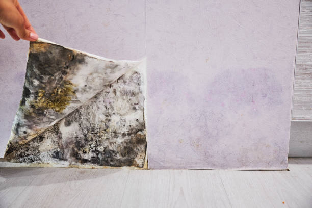 Best Professional Mold Removal  in Quincy, IL